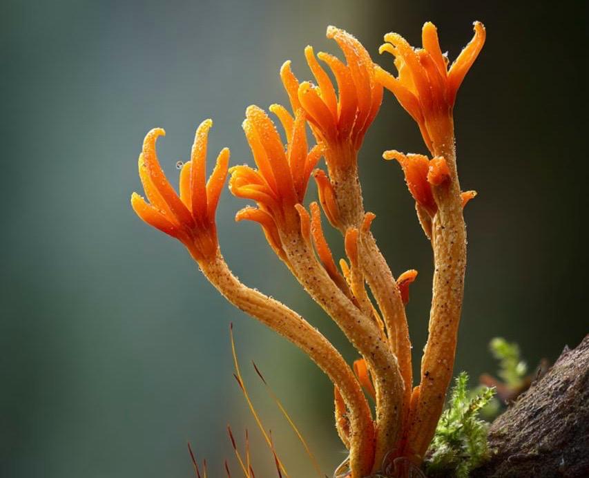 Cordyceps